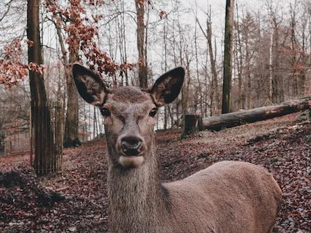 Heimat-Tierpark Olderdissen image 2