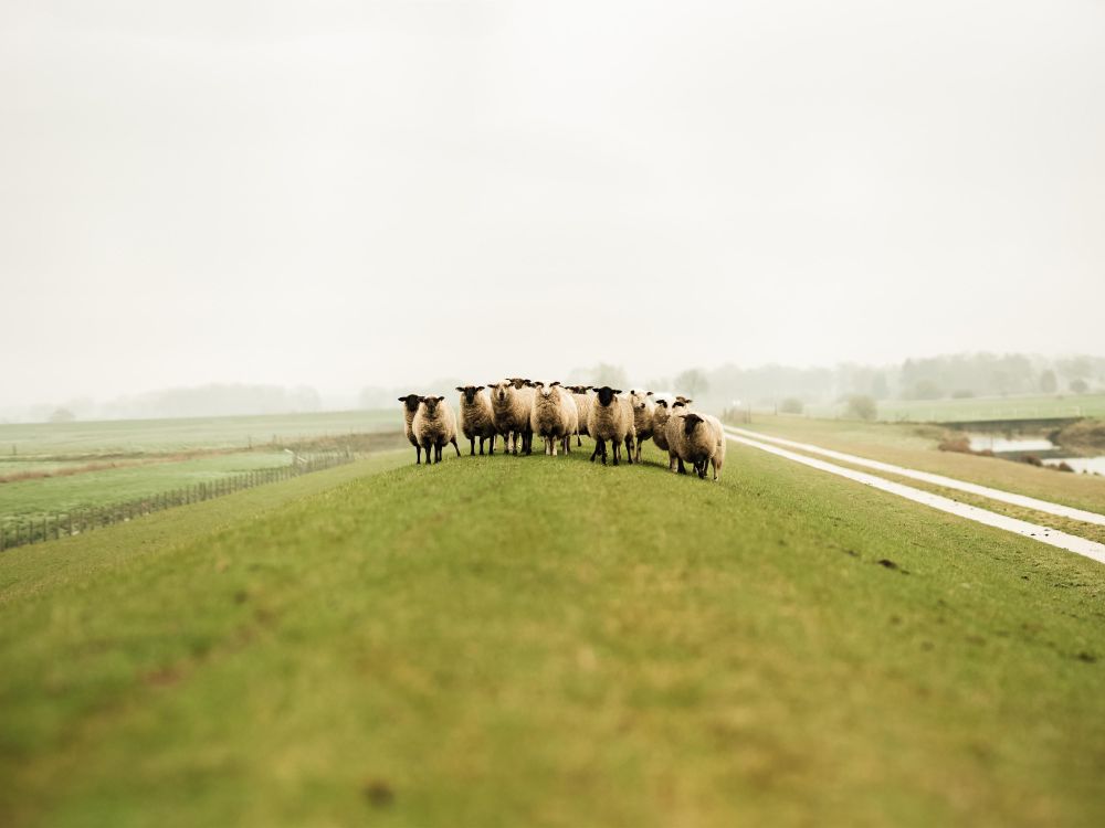 Ostfriesland