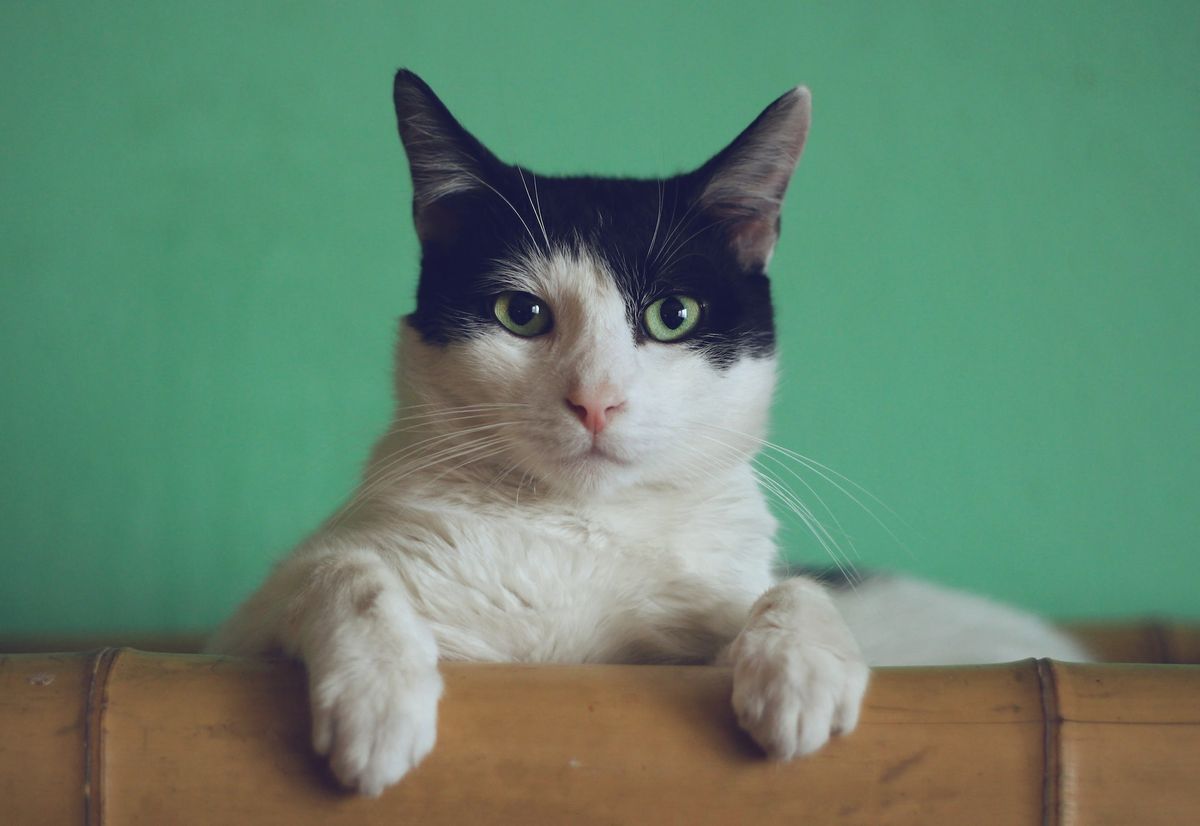 Der gestiefelte Kater - Musikalisches Märchen
