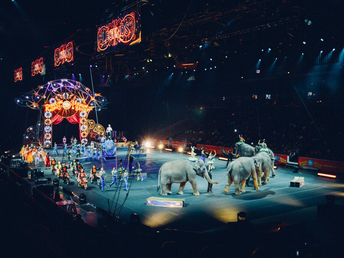 Hildesheimer Weihnachtscircus - Neujahrsvorstellung