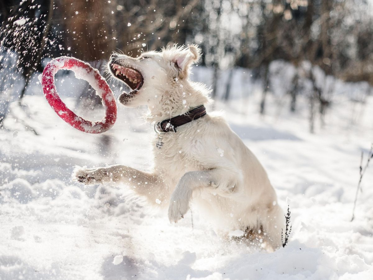 Haustiere erlaubt!