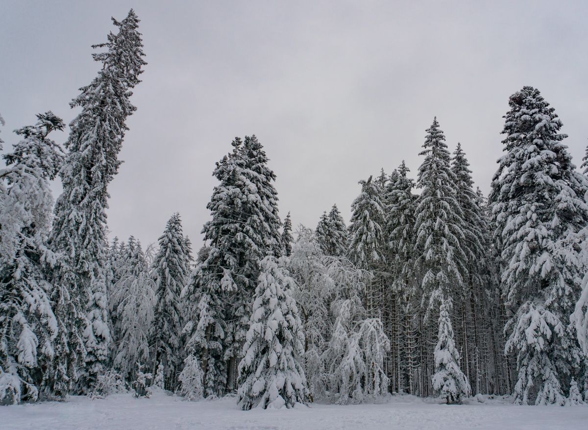 Schwarzwald