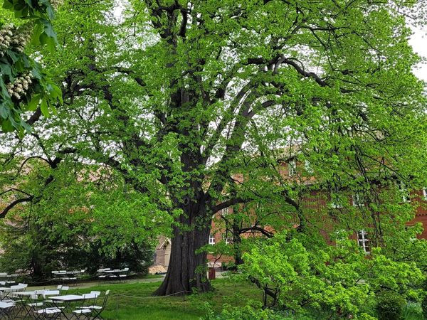 Silvester im Kloster Drübeck 2025 – Ruhe, Einkehr & Galabuffet im Harz erleben