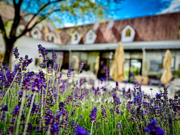 Silvester im Burghotel Schlaining – Jahreswechsel mit Gala, Live-Musik & Friedensburg im Südburgenland | 3 Tage Kurzurlaub