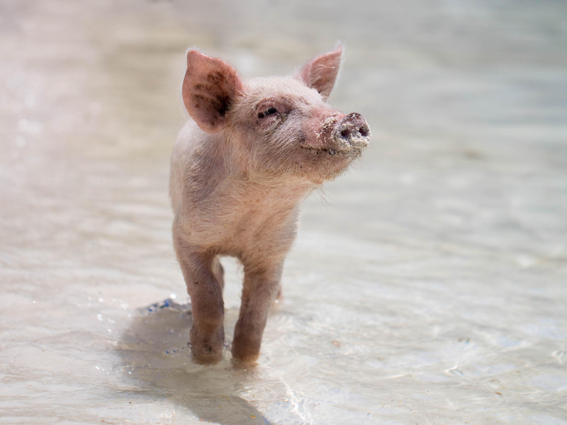 Silvesterveranstaltung: Die drei kleinen Schweinchen