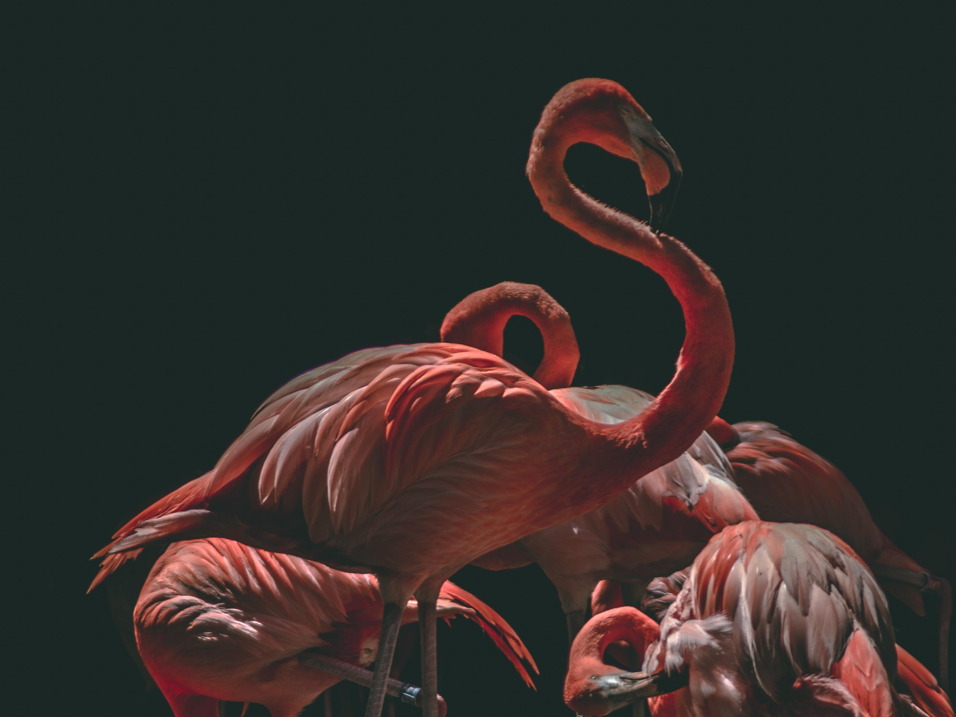 ⁨THE FLAMINGO - Hotel Timmendorfer Strand⁩ image 1