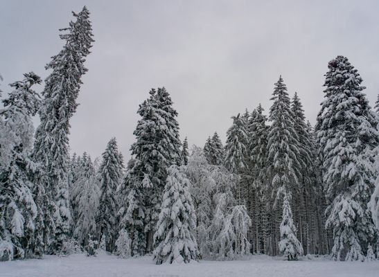 Silvester im Schwarzwald