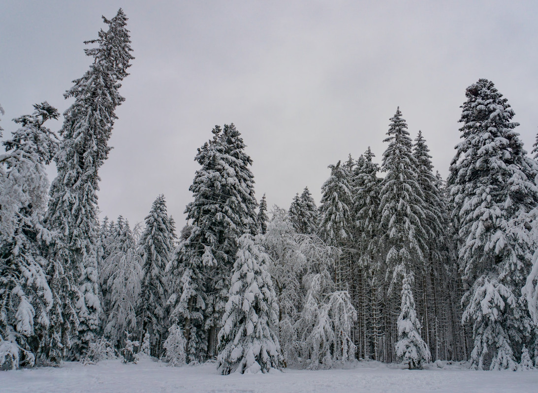 Silvester in: Schwarzwald