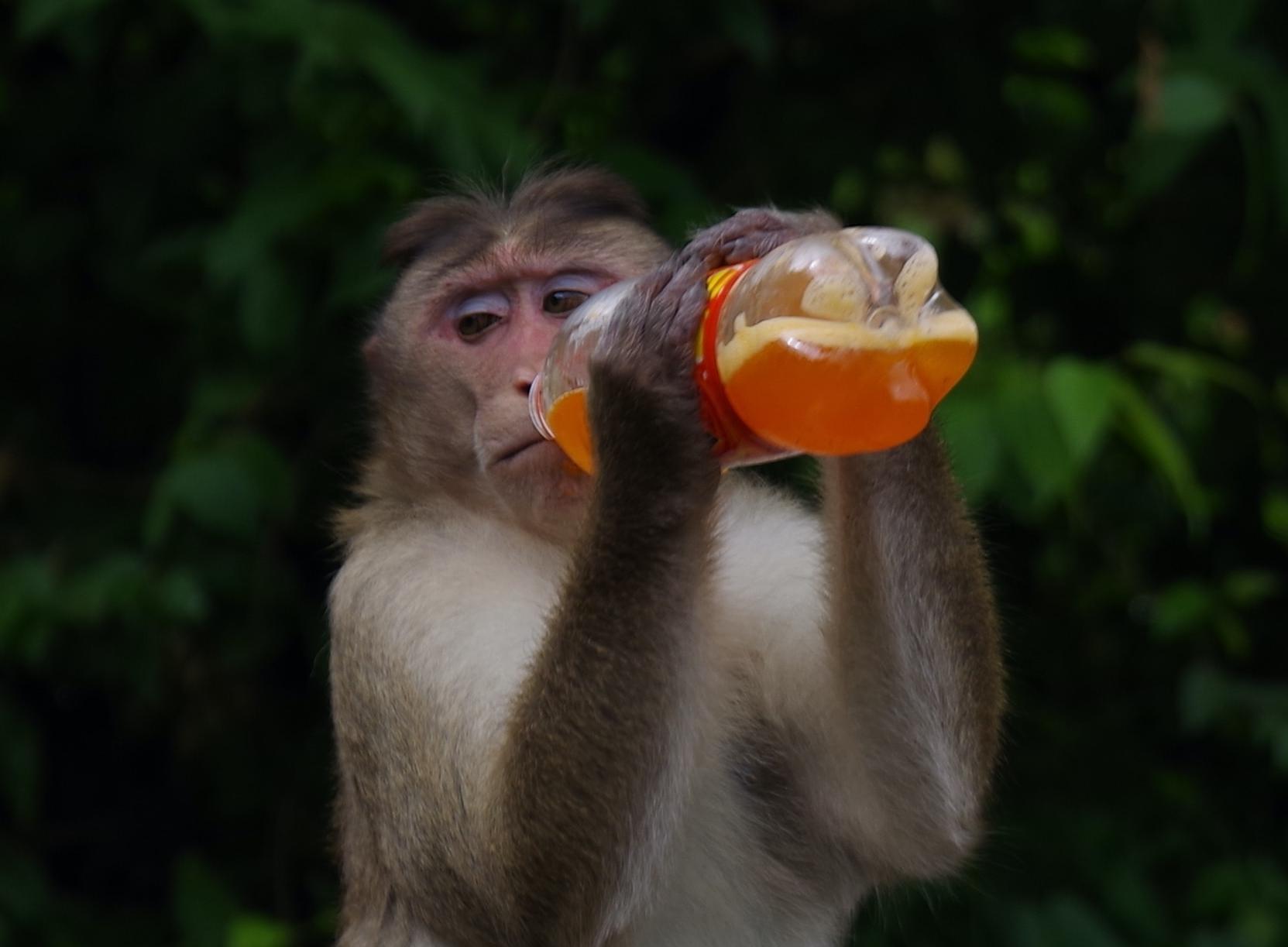 Monkey Bar im 25hours Hotel The Circle