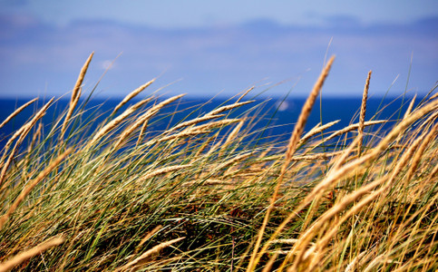 Dünengras und Nordsee im Hintergrund