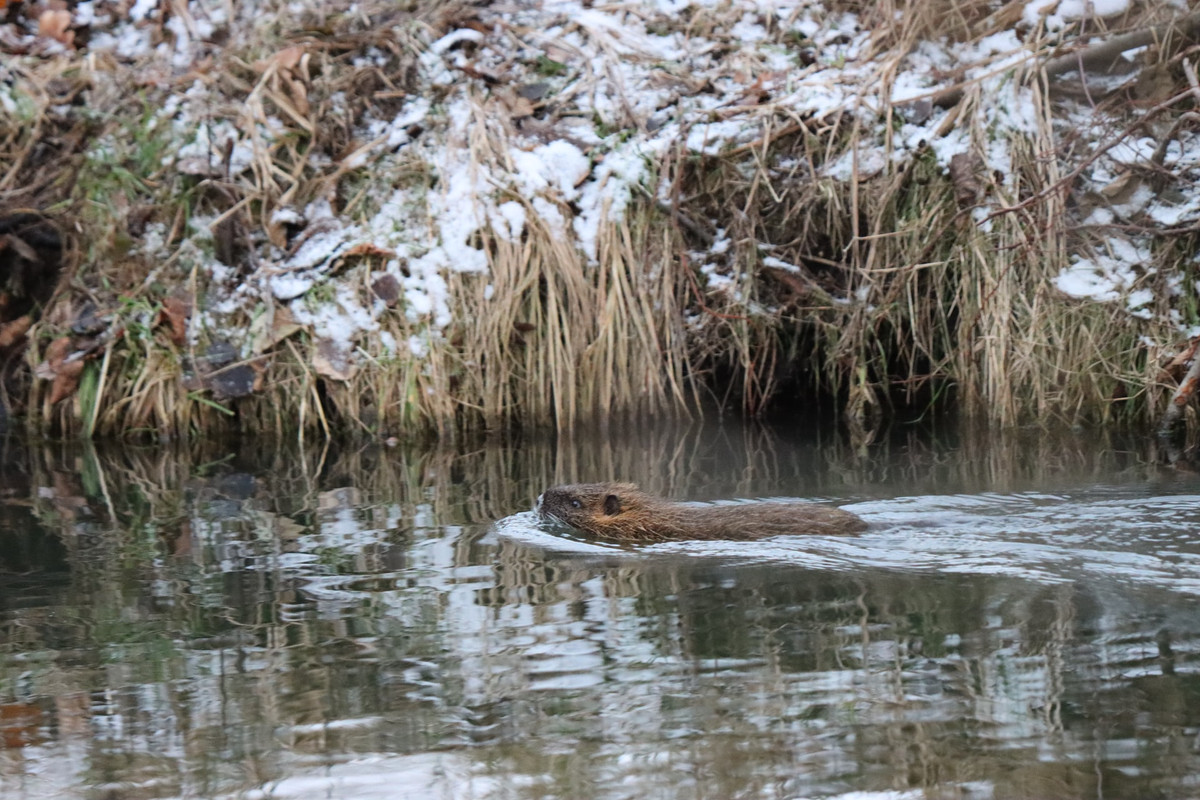 Silvester in: Spreewald