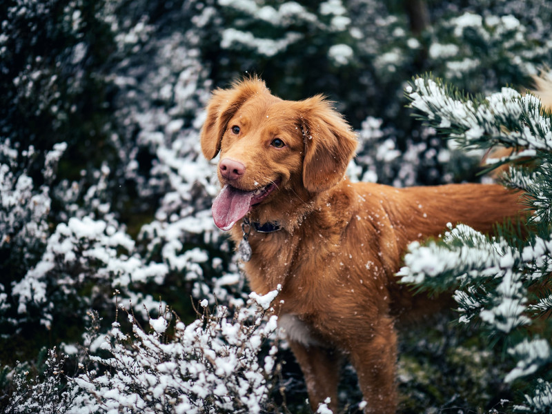 Silvesterveranstaltung: Silvester mit Hund - 3 Tage im Hotel & Restaurant Lindenhof