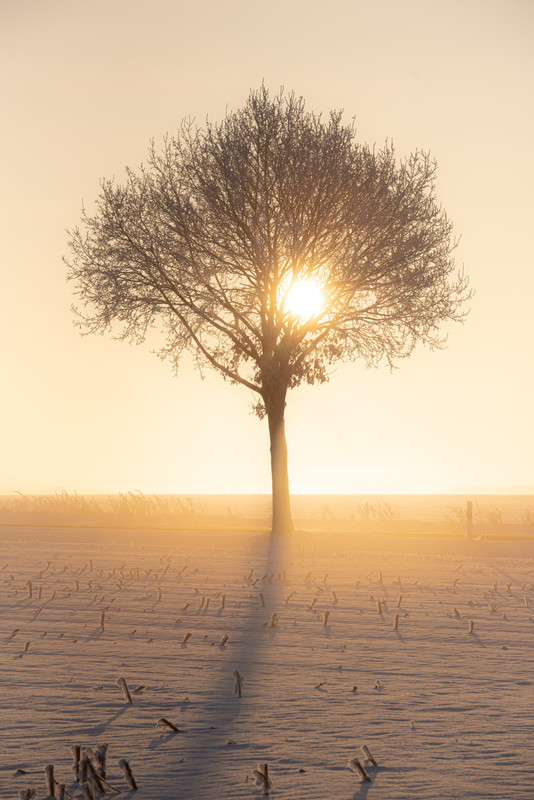 Silvester in: Lüneburger Heide