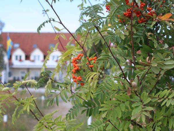 Silvester 2024 auf Rügen mit 5 Übernachtungen im Aparthotel Königslinie