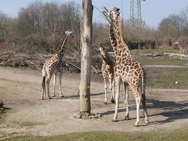 Silvesterveranstaltung: Tiere und mehr im Safariland Stuckenbrock - Brenner Hotel